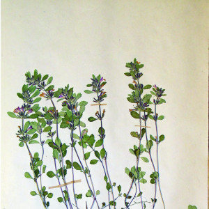 033-herb.jpg